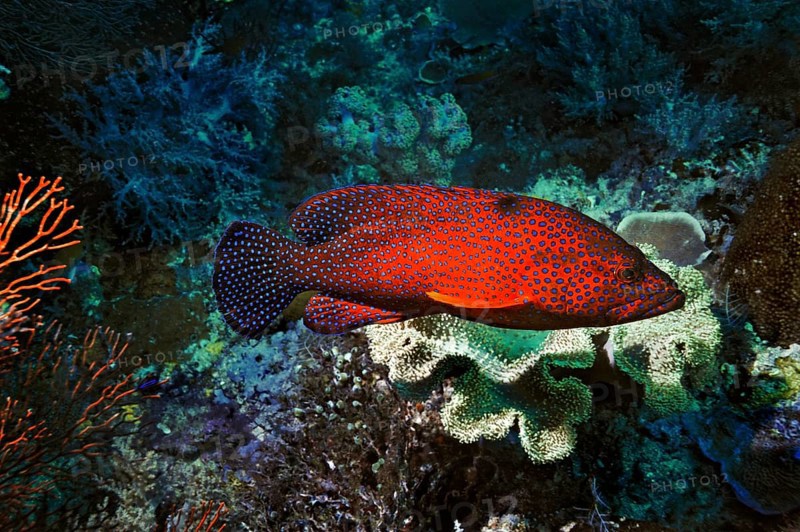 Coral Hind (Cephalopholis miniata)