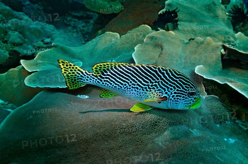 Diagonal-banded Sweetlips (Plectorhinchus lineatus)