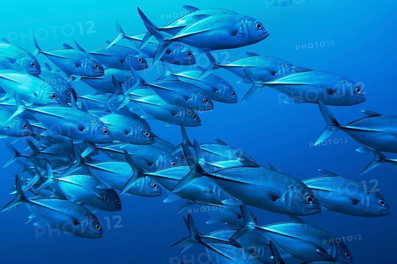 Black-throated Blue Trevally
