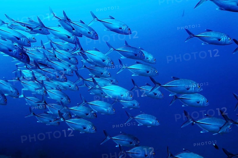 Black-throated Blue Trevally