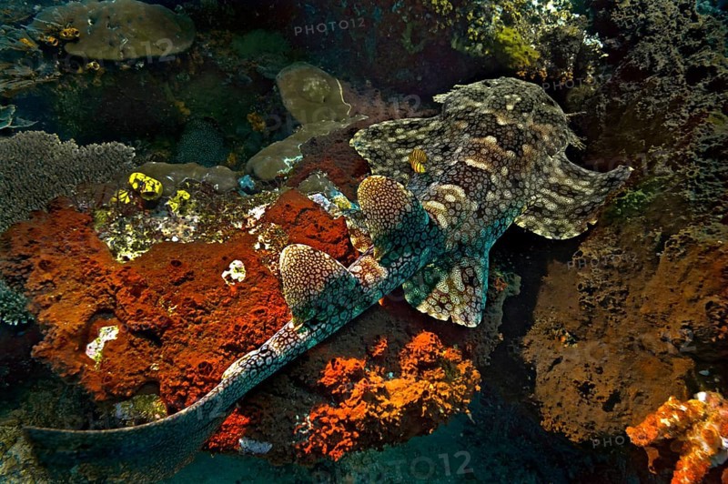 Tasselled Wobbegong (Eucrossorinus dasypogon)
