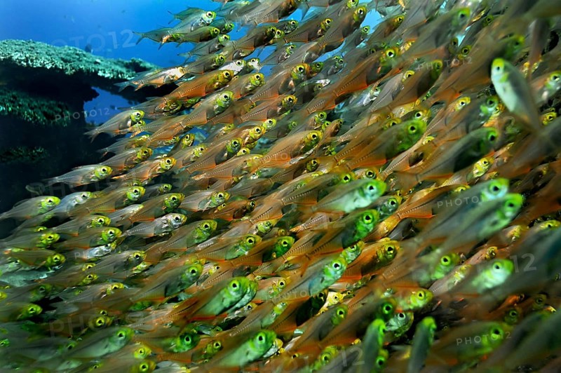 Pigmy Sweepers (Parapriacanthus ransonneti)