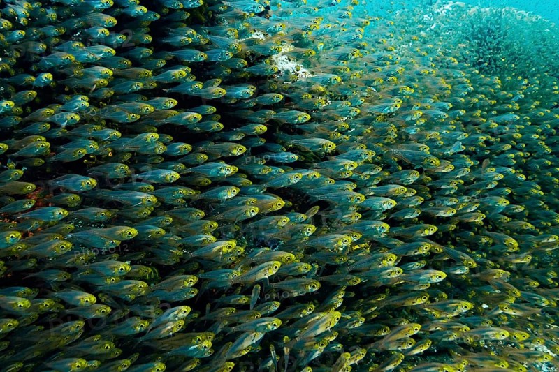 Pigmy Sweepers (Parapriacanthus ransonneti)