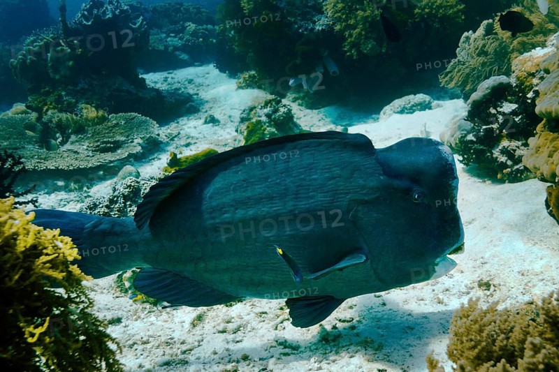 Green Humphead Parrotfish or Bumphead Parrotfish (Bolbometopon muricatum)
