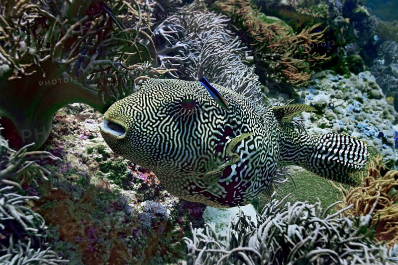 Map Puffer or Scribbled Puffer (Arothron mappa)
