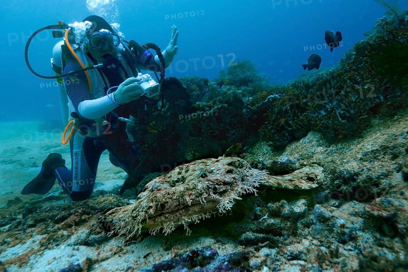 Tasselled Wobbegong (Eucrossorinus dasypogon) and a scuba diver
