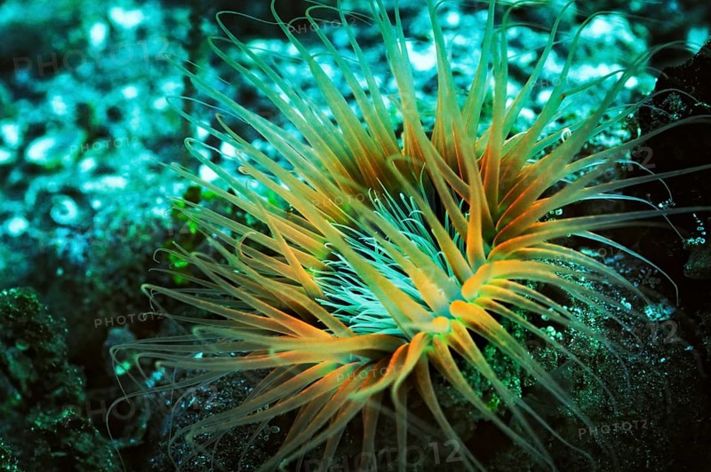 Tube-dwelling Anemone (Ceriantharia)