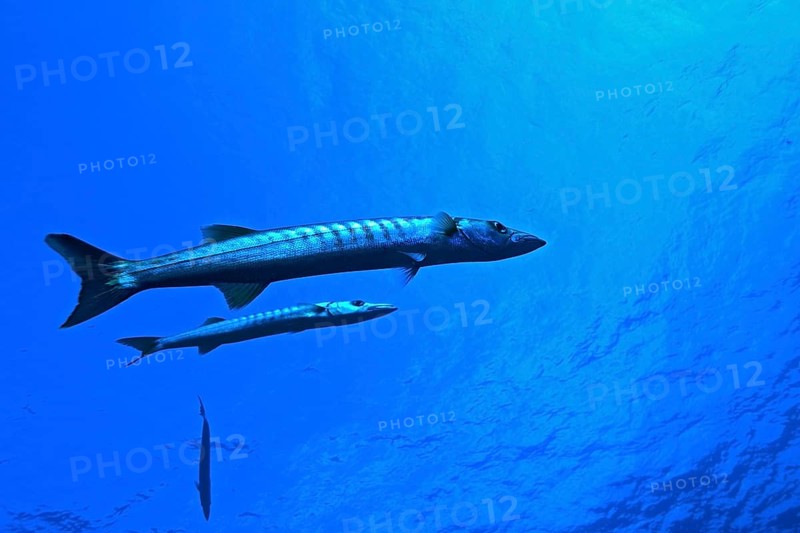 Great barracuda (Sphyraena barracuda)