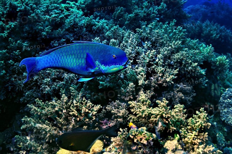 Steephead Parrotfish (Chlorurus microrhinos)