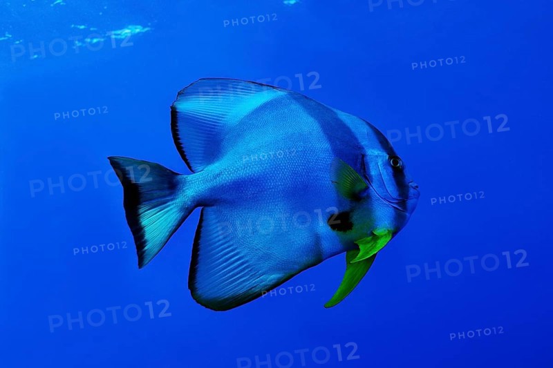 Teira batfish (Platax teira)
