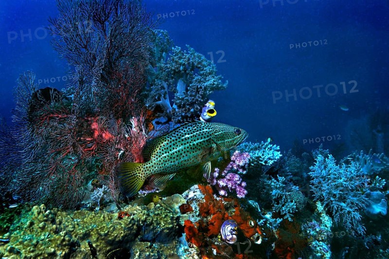 Slender Grouper (Anyperodon leucogrammicus)