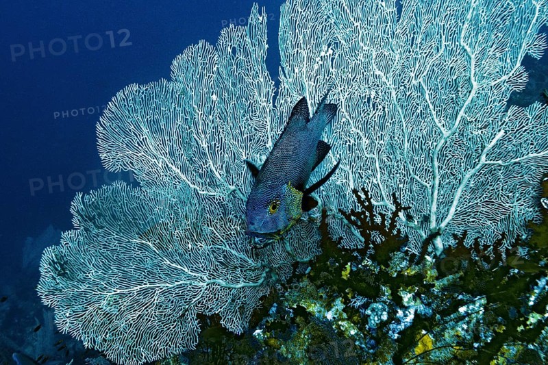 Midnight Snapper (Macolor macularis) with cleaner wrasse