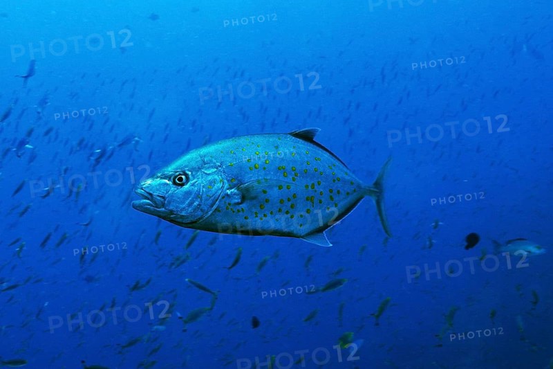 Yellowspotted Trevally (Carangoides fulvoguttatus)