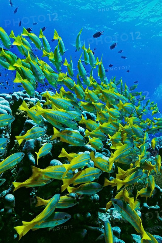 Bigeye Snapper (Lutjanus lutjanus)