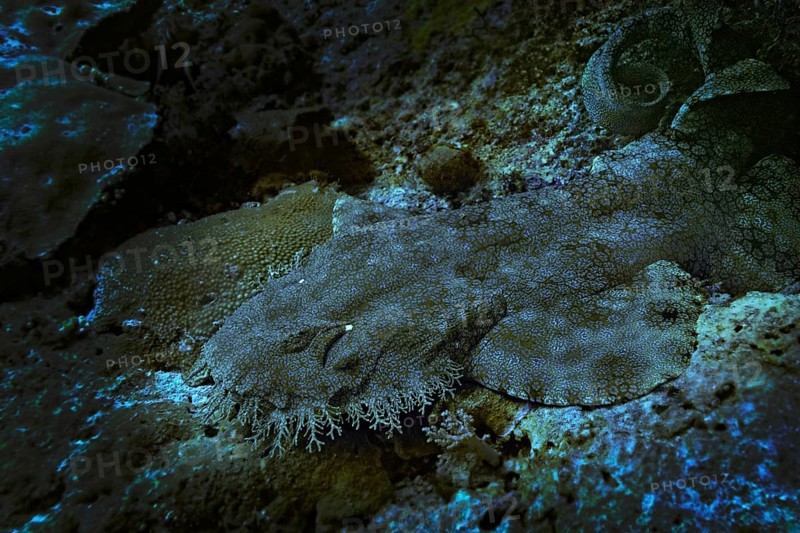 Tasselled Wobbegong (Eucrossorinus dasypogon)