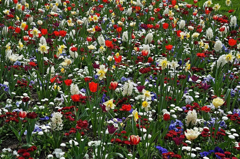 Meadow with spring flowers