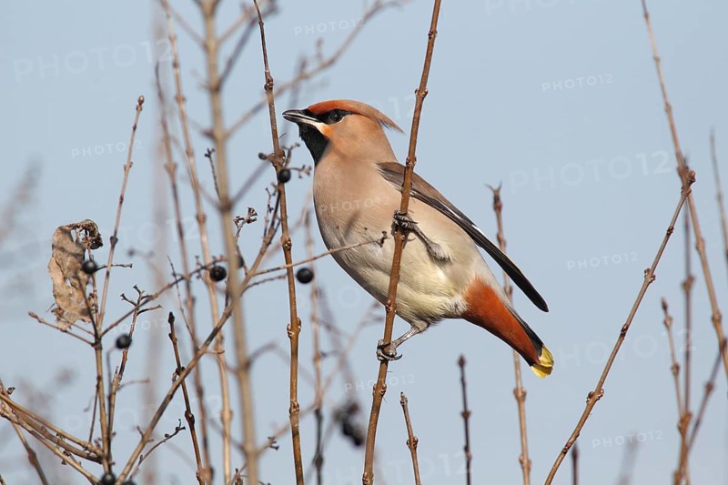 Bohemian Waxwing (Bombycilla garrulus) perched on a twig of a privet shrub