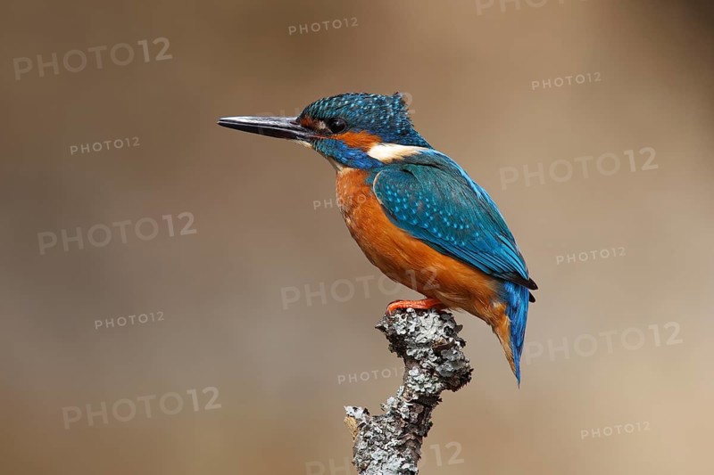 Kingfisher (Alcedo atthis)