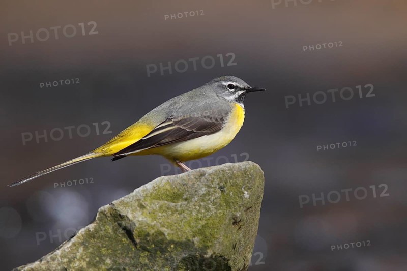 Grey Wagtail (Motacilla cinerea)
