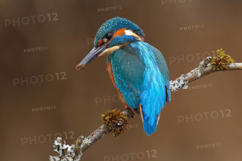 Kingfisher (Alcedo atthis)
