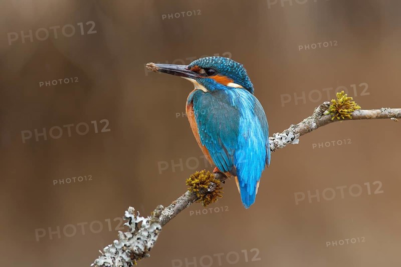 Kingfisher (Alcedo atthis)