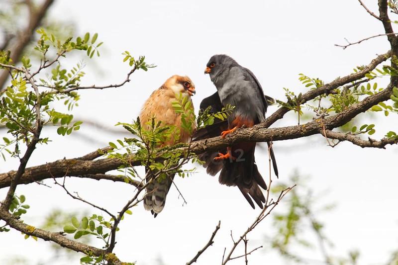 Red-footed Falcons (Falco vespertinus)