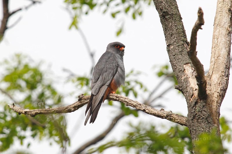 Red-footed Falcon (Falco vespertinus)