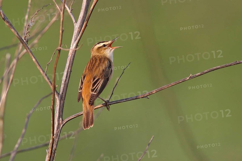 Sedge Warbler (Acrocephalus schoenobaenus)
