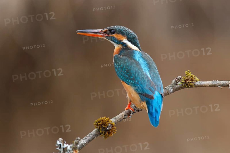 Kingfisher (Alcedo atthis)