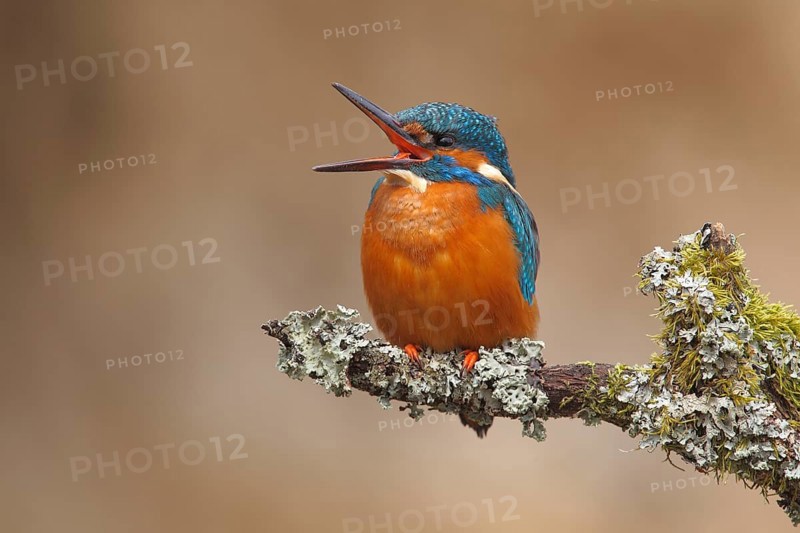 Kingfisher (Alcedo atthis)