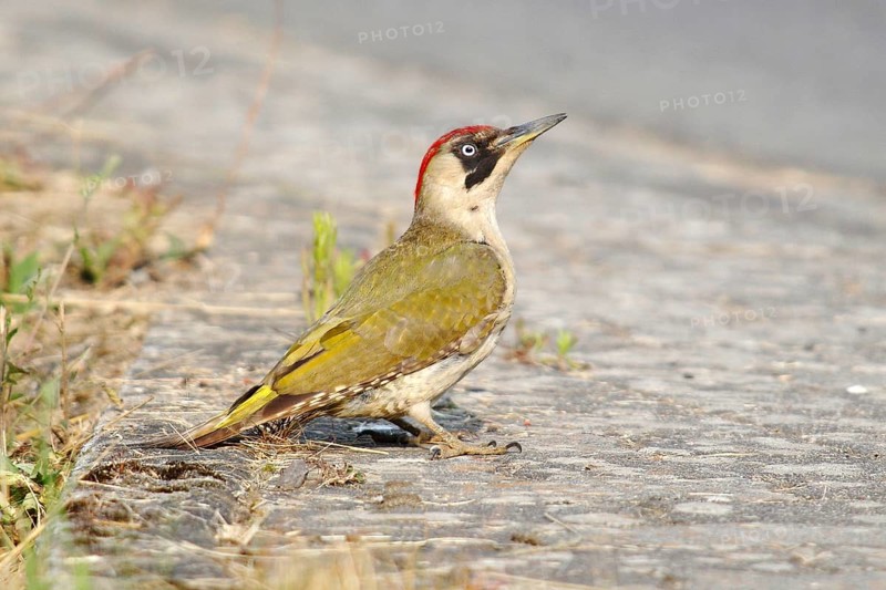 Green Woodpecker (Picus viridis)