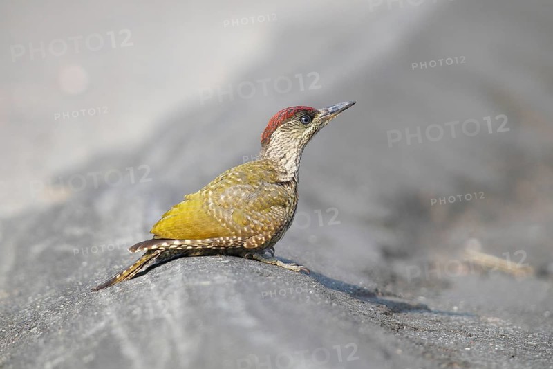 Green Woodpecker (Picus viridis)
