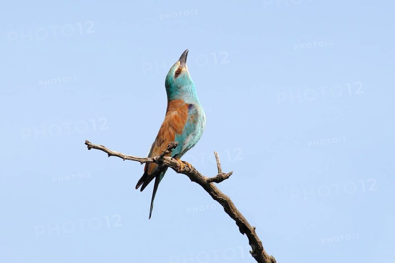 European Roller (Coracias garrulus)