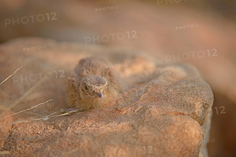 Painted Sandgrouse (Pterocles indicus) chick on a rock