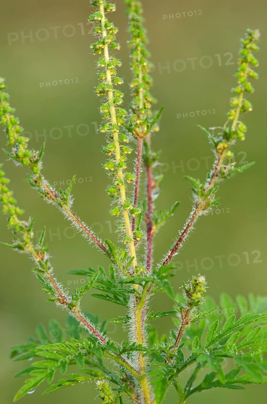 Common Ragweed (Ambrosia artemisiifolia)