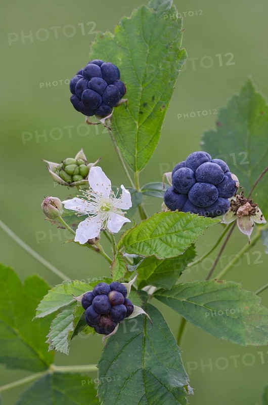 European Dewberry (Rubus caesius)