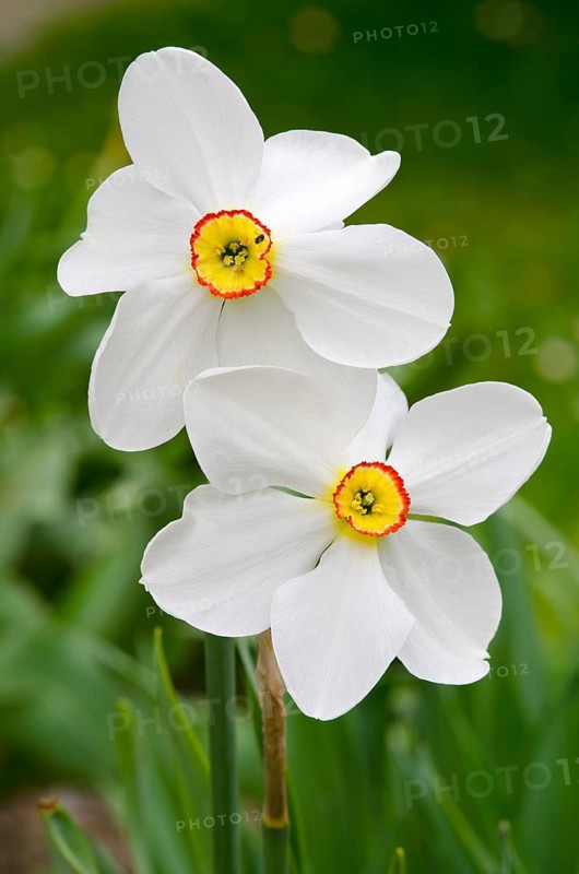 Poet's Daffodil