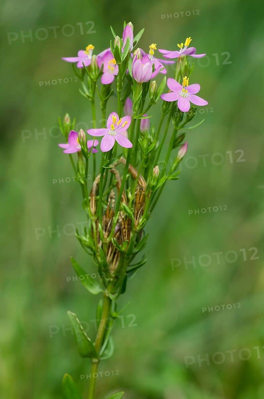 Common Centaury or European Centaury (Centaurium erythraea)