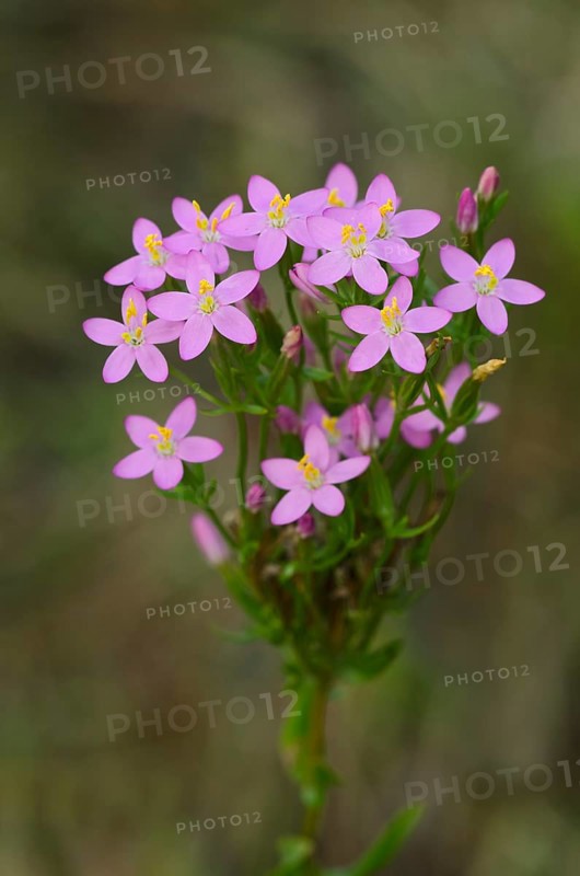 Common Centaury or European Centaury (Centaurium erythraea)
