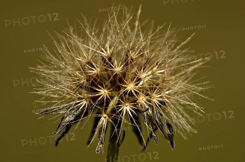 Infructescence of a Pippau (Crepis)