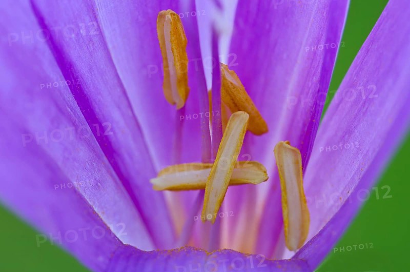 Autumn Crocus (Colchicum autumnale)