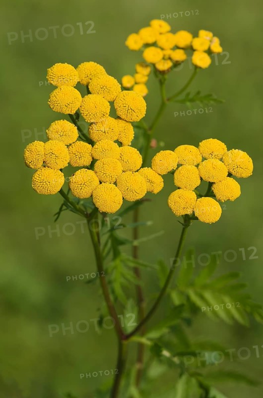 Tansy (Tanacetum vulgare)