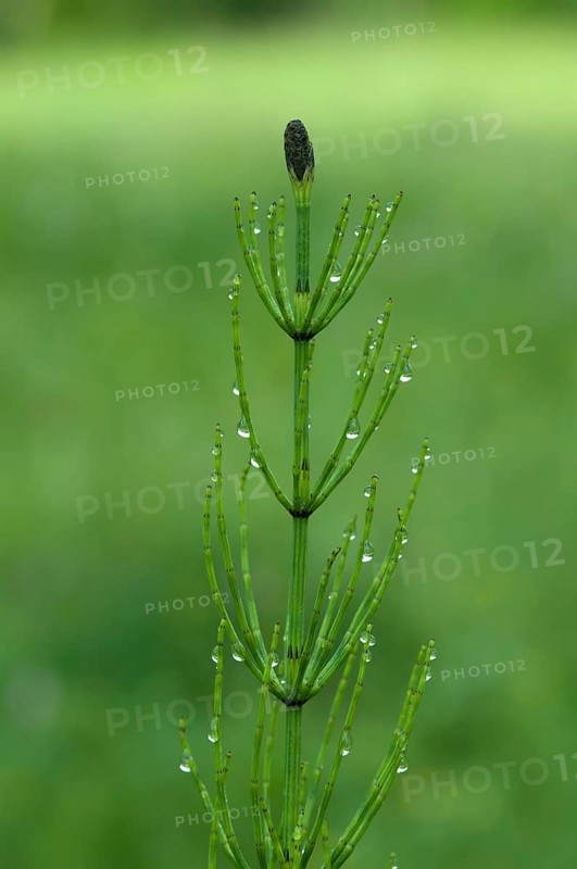 Marsh Horsetail (Equisetum palustre)