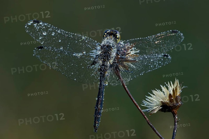 Black Darter or Black Meadowhawk (Sympetrum danae)