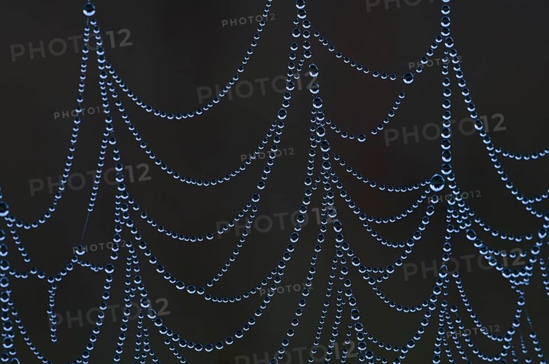 Spider web with dew drops