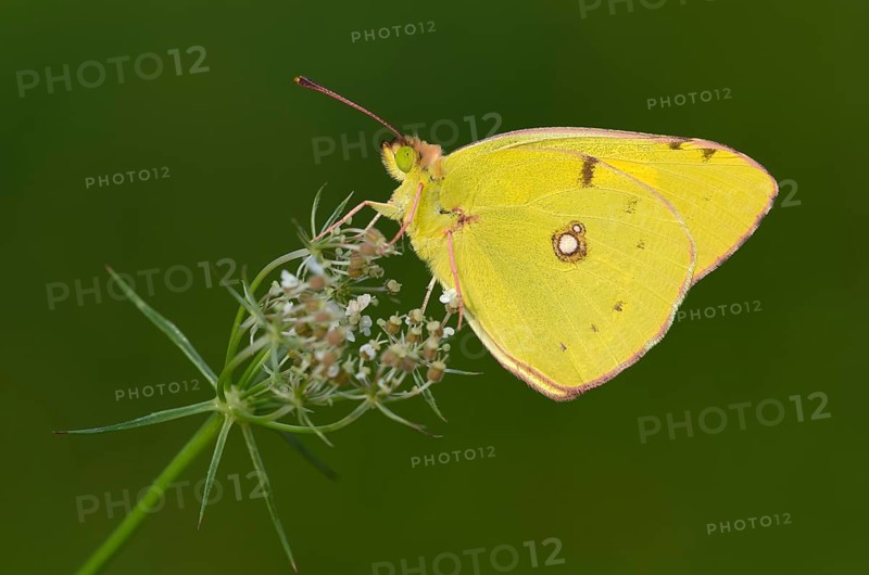 Pale Clouded Yellow (Colias hyale)