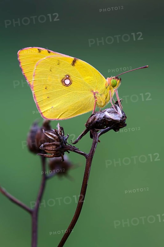 Pale Clouded Yellow (Colias hyale)