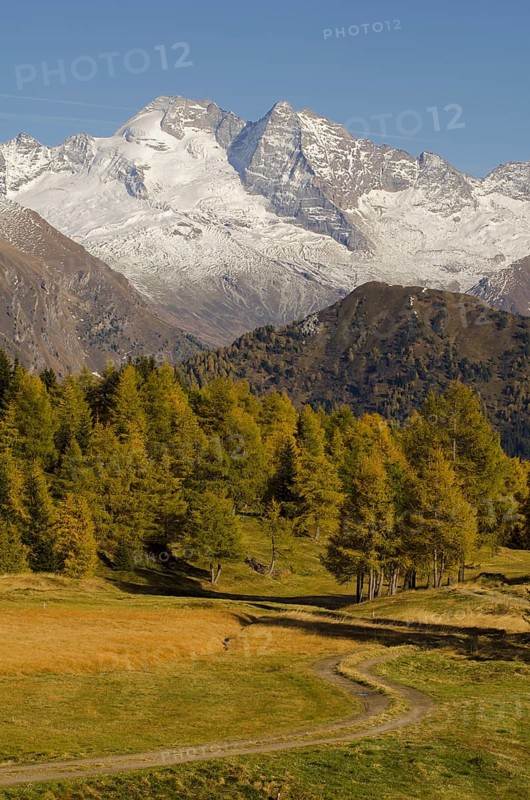 Larch meadows in front of Olperer Mountain
