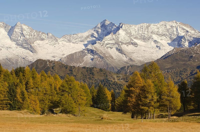 Larch meadows in front of Olperer Mountain