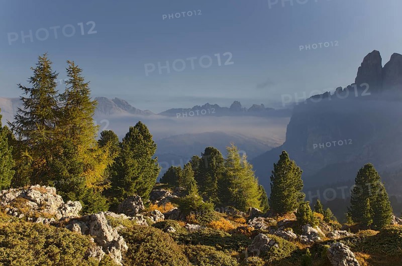 Mixed forest at Passo Sella